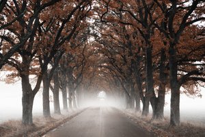 Foggy Autumn Tree Tunnel by Christina Sillen