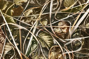 Frosted Nature Detail by Christina Sillen