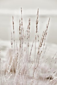 Frosted Winter Grass by Christina Sillen