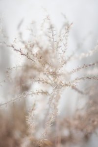 Gentle Dried Botanicals