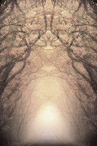 Glowing Tree Tunnel