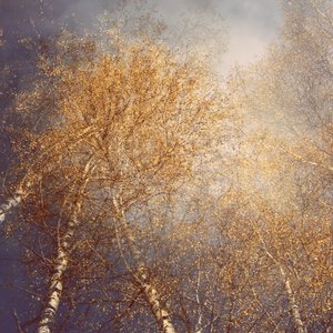 Golden Autumn Birches
