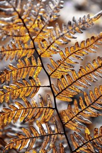 Golden Autumn Fern by Christina Sillen