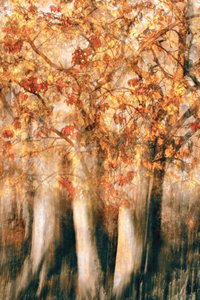 Golden Autumn Forest Blur by Christina Sillen