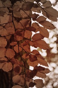 Golden Autumn Leaves by Christina Sillen