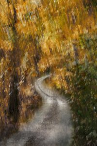 Golden Autumn Road by Christina Sillen