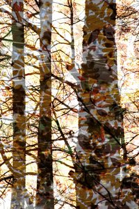 Golden Forest Layers by Christina Sillen