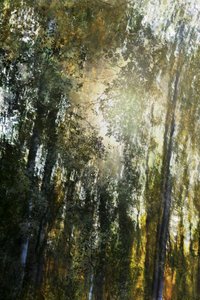 Golden Forest Light by Christina Sillen