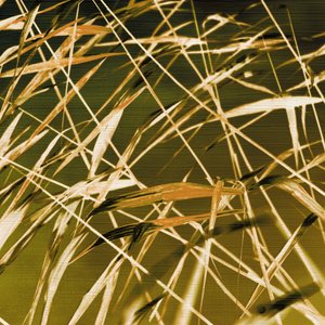 Golden Reeds Sway by Christina Sillen
