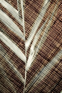 Intricate Leaf Detail by Christina Sillen