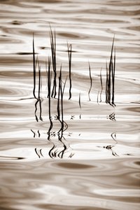 Minimalist Water Reeds by Christina Sillen