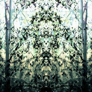 Mirrored Forest Dream by Christina Sillen