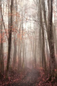 Misty Autumn Forest Path by Christina Sillen