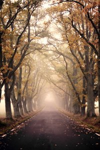 Misty Autumn Road by Christina Sillen
