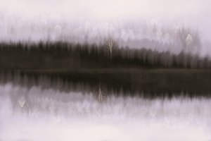 Misty Birch Reflection