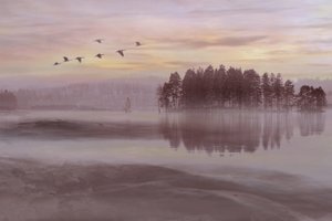 Misty Lake Bird Flight