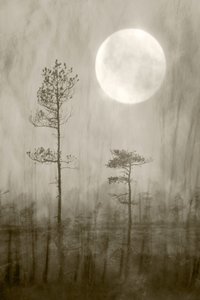 Misty Moon Over Bog by Christina Sillen