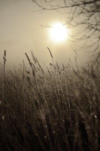 Misty Morning Sun