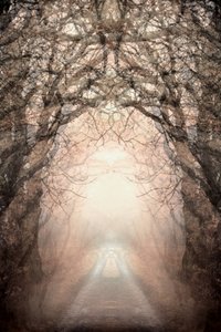 Misty Path To Light by Christina Sillen