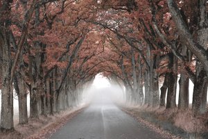 Misty Tree Tunnel by Christina Sillen