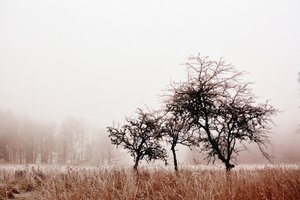 Misty Winter Trees