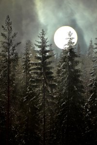 Moonlit Winter Forest by Christina Sillen