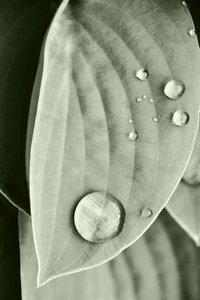 Morning Dew Leaf by Christina Sillen