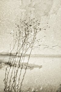 Rustic Botanical Study by Christina Sillen