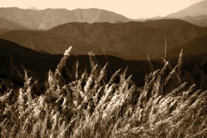 Sepia Mountain Grass