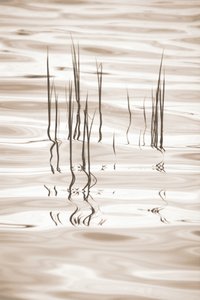 Serene Grass Reflections by Christina Sillen