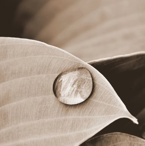 Serene Water Drop on Leaf