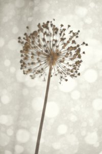 Soft Allium Bloom