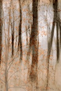 Soft Autumn Woods by Christina Sillen
