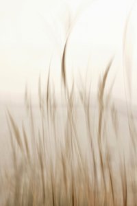 Soft Flowing Grass