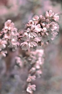 Soft Pink Blossoms by Christina Sillen