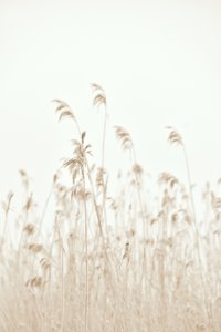 Soft Swaying Reeds by Christina Sillen