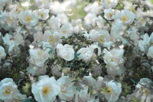 Soft White Roses by Christina Sillen