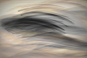 The Languages of Lines by Christina Sillen
