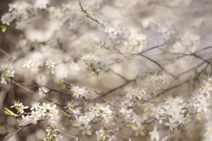 White Spring Blossoms by Christina Sillen