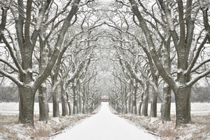 Winter Tree Lined Road