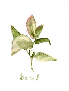 Fresh Basil Plant by Christine Lindstrom
