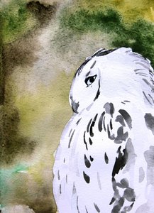 Watercolor Snowy Owl by Christine Lindstrom