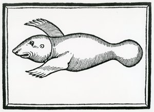 A Fish called 