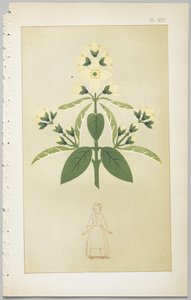 The Art of Decorative Design: With an Appendix, Giving the Hours of the Day at Which Flowers Open, Published by Day & Son, London, 1862