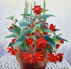 Begonia
