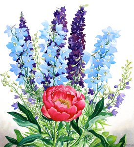 Blue Delphiniums