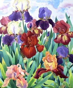 Glemsford Irises by Christopher Ryland