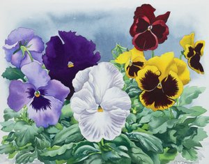 Pansies