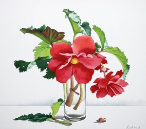 Red Begonia