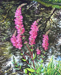 Wild Loosestrife